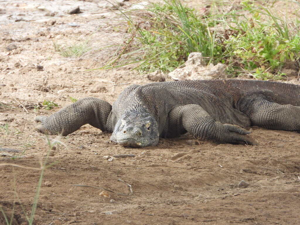 Komodo Dragon