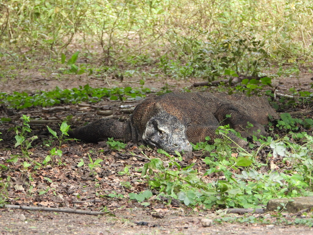 Komodo Dragon