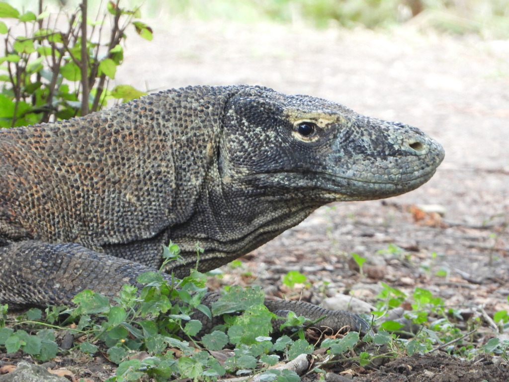 Komodo Dragon