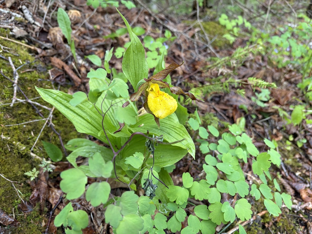 Lady's Slipper Orchid