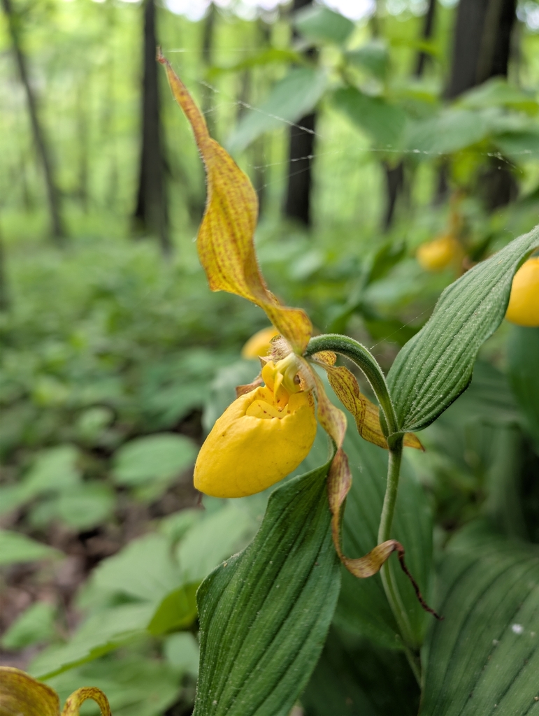 Lady's Slipper Orchid