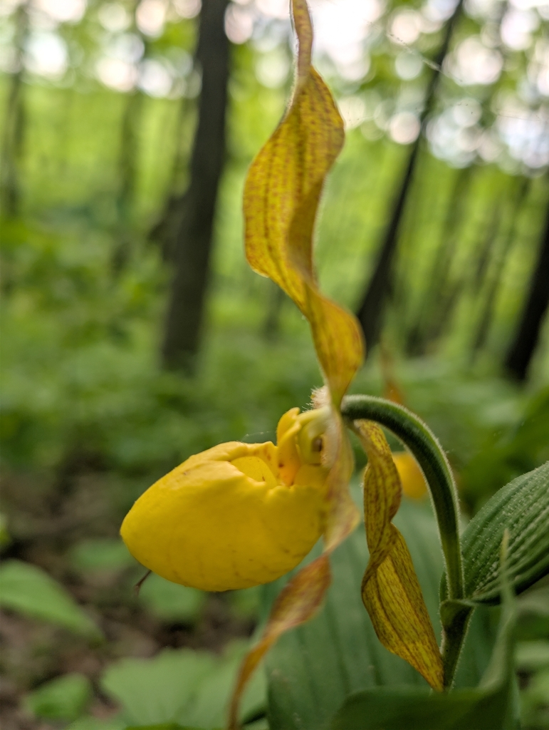 Lady's Slipper Orchid