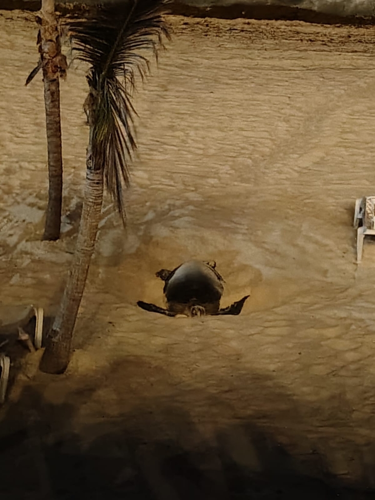 Leatherback Sea Turtle