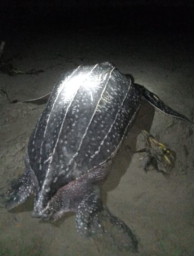 Leatherback Sea Turtle