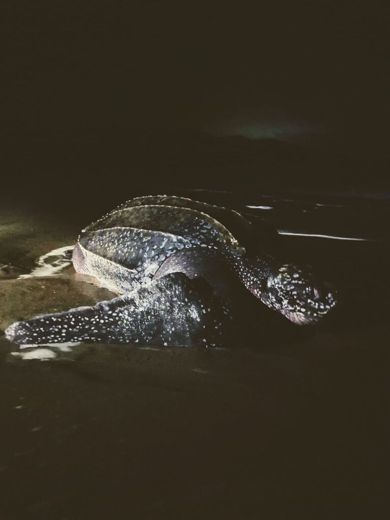 Leatherback Sea Turtle