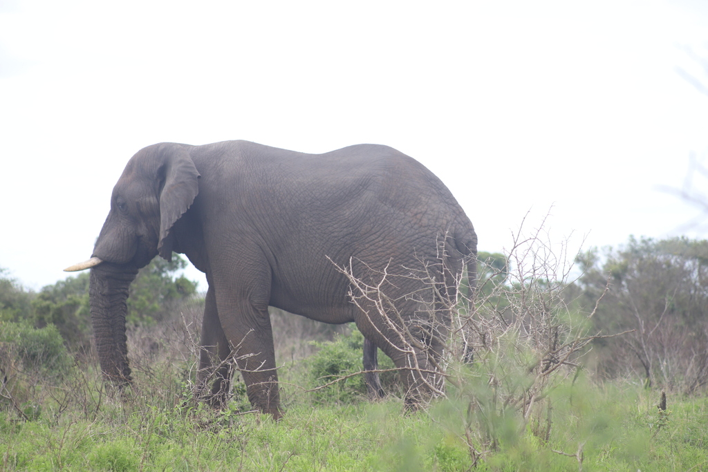 African Bush Elephant