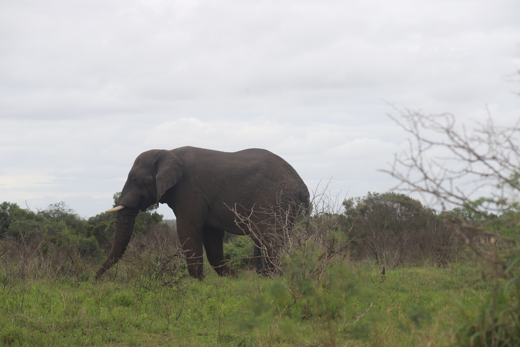 African Bush Elephant