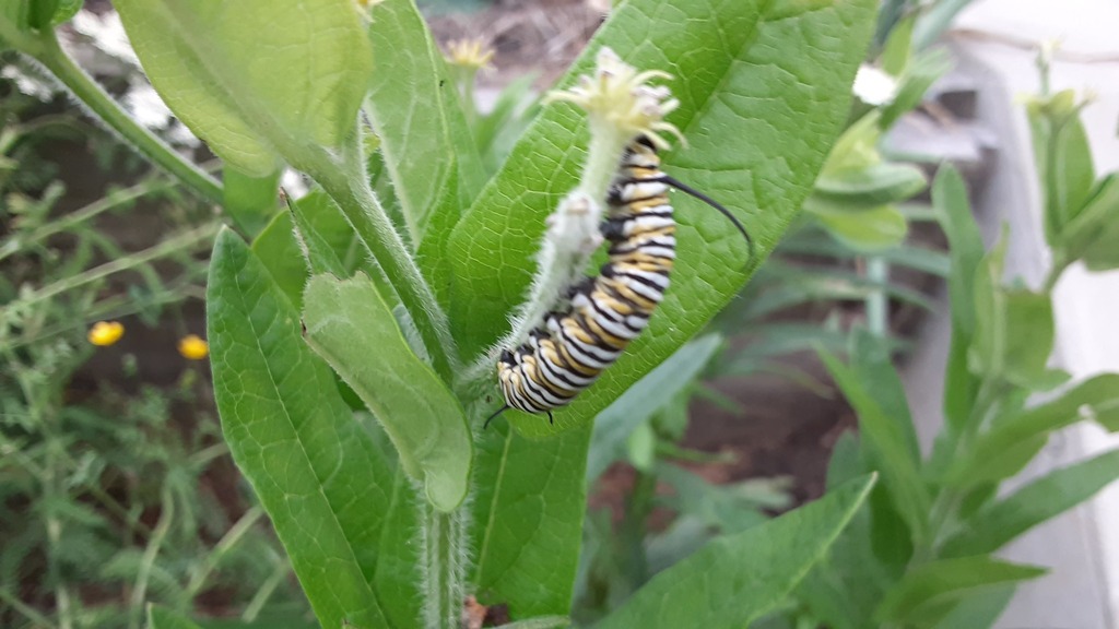 Monarch Butterfly