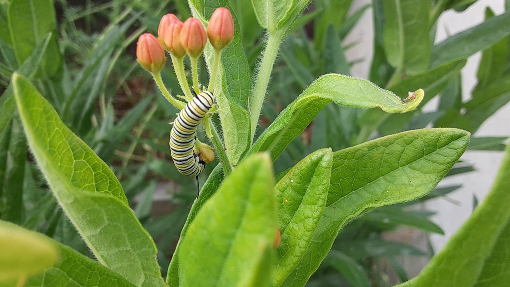 Monarch Butterfly