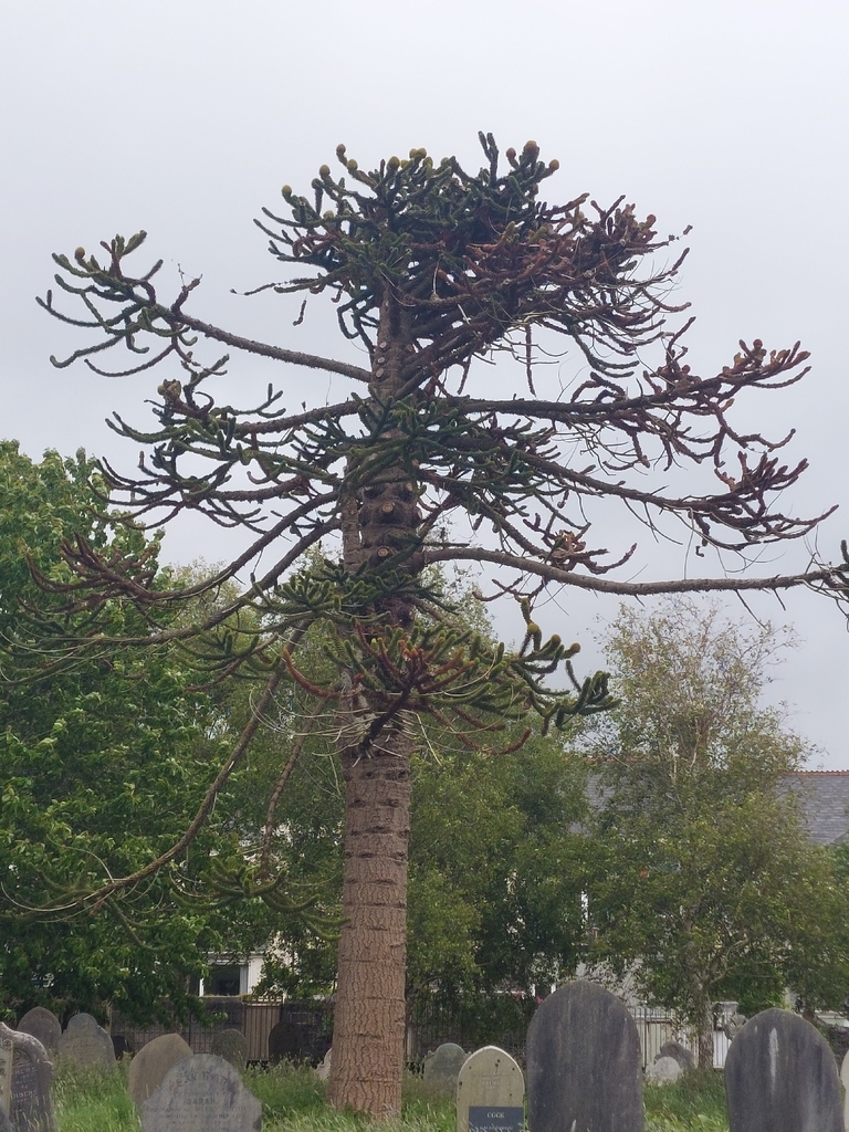 Monkey Puzzle