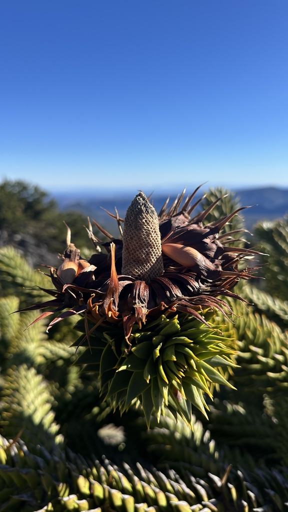 Monkey Puzzle