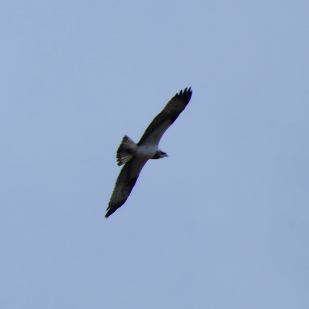 Osprey