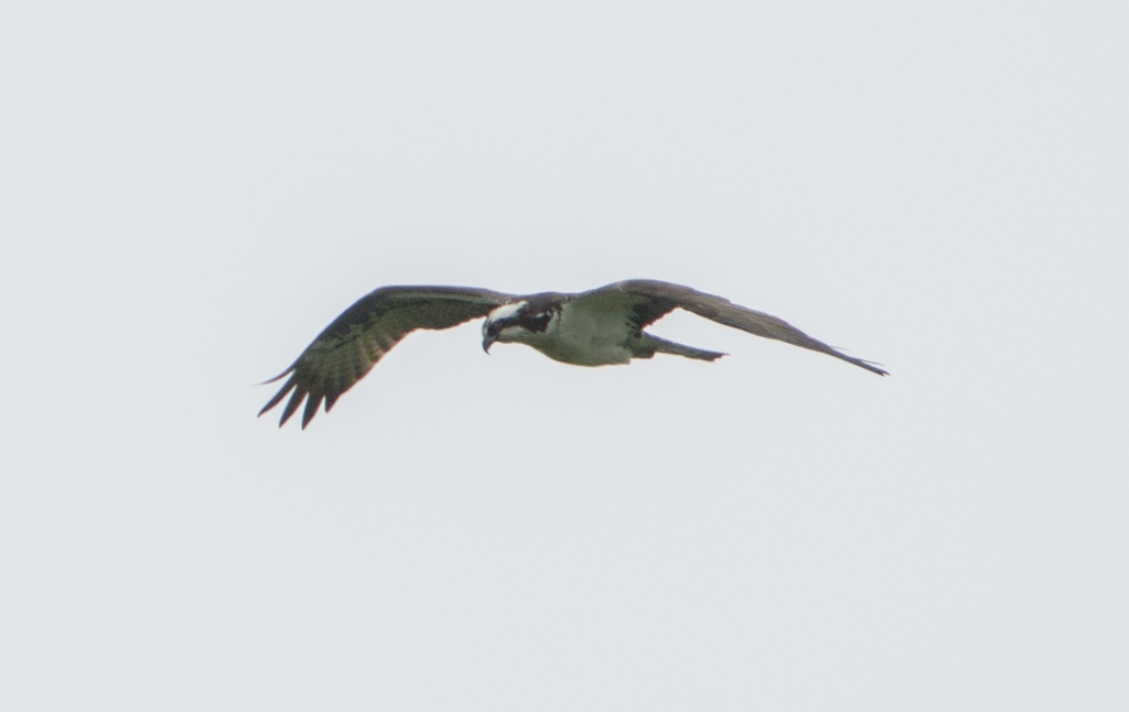 Osprey