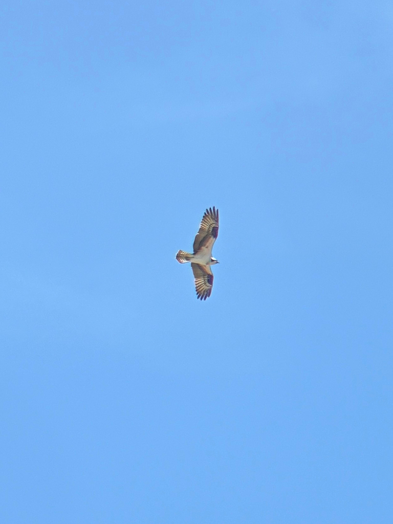 Osprey