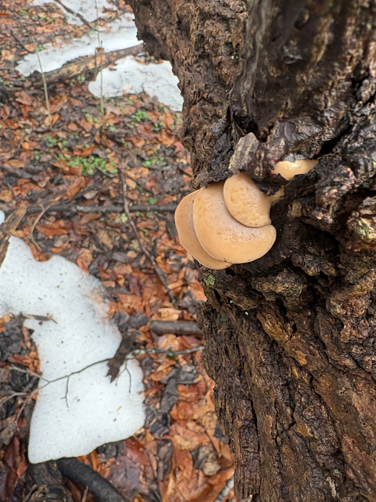 Oyster Mushroom
