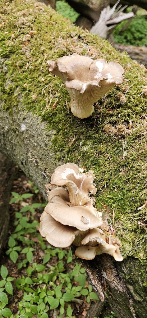 Oyster Mushroom