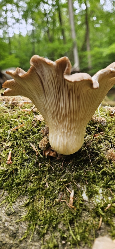 Oyster Mushroom