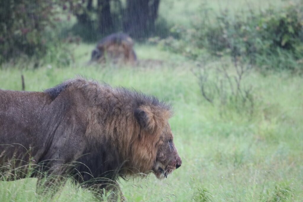 African Lion