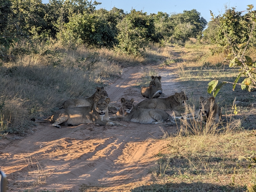 African Lion