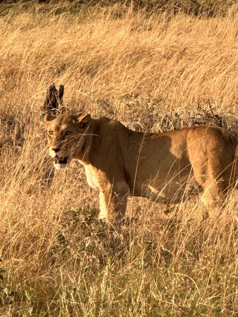 African Lion