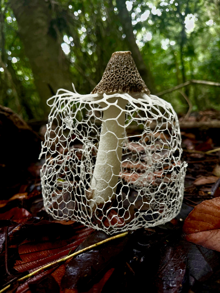 Bridal Veil Stinkhorn