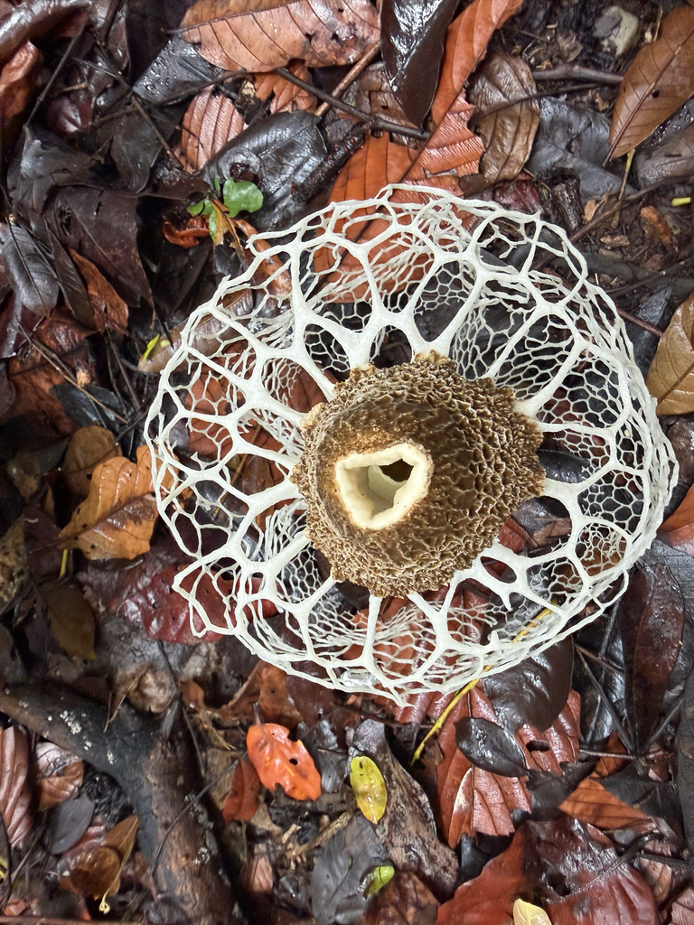 Bridal Veil Stinkhorn