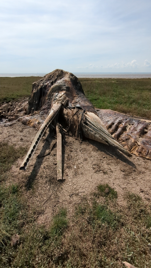 Ballena De Esperma