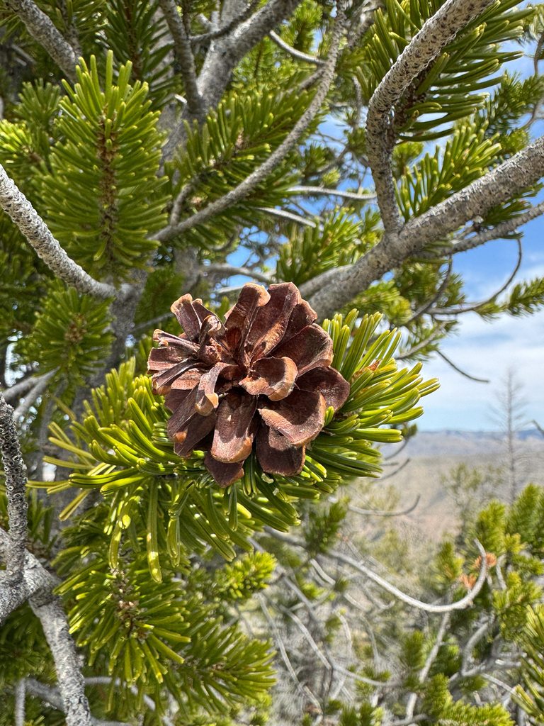 Great Basin Bristlecone Pine