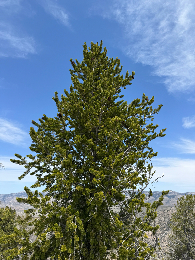 Great Basin Bristlecone Pine