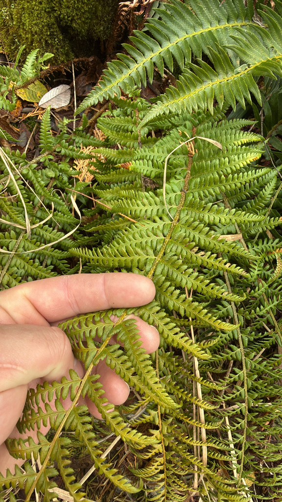 Anderson’s Holly Fern