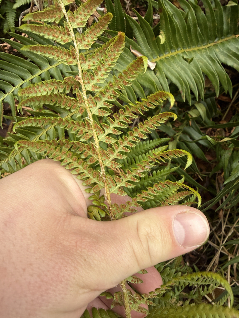 Anderson's Holly Fern