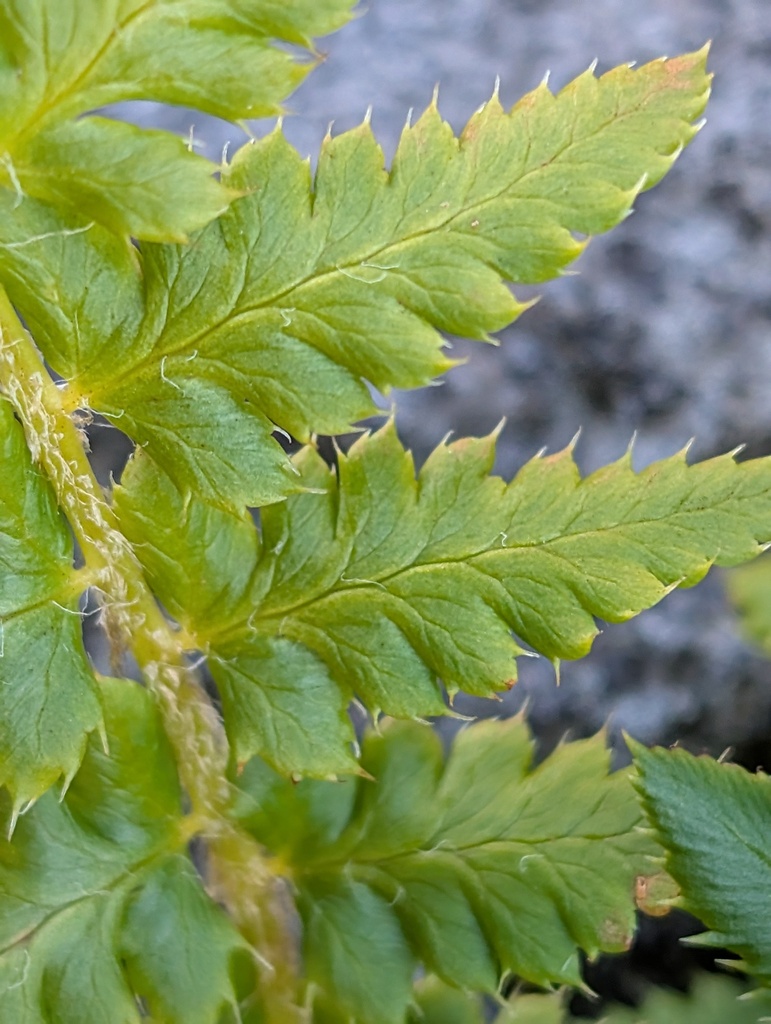Anderson's Holly Fern