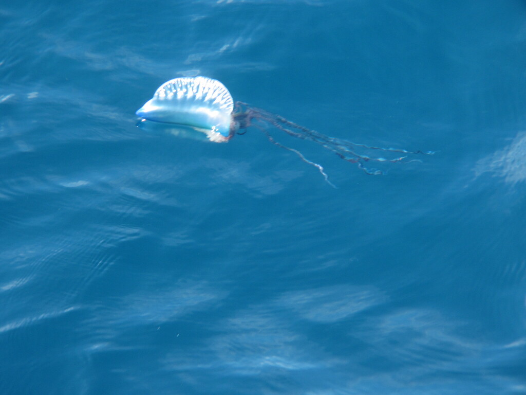 Portuguese Man O' War