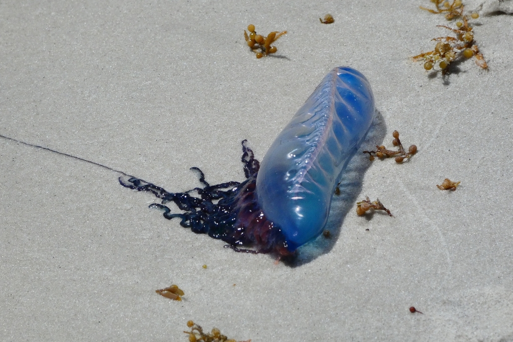 Portuguese Man O' War