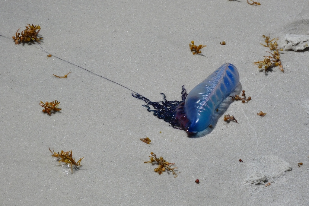 Portuguese Man O' War