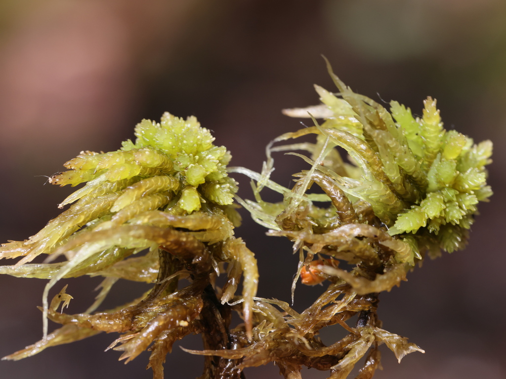 Prairie Sphagnum