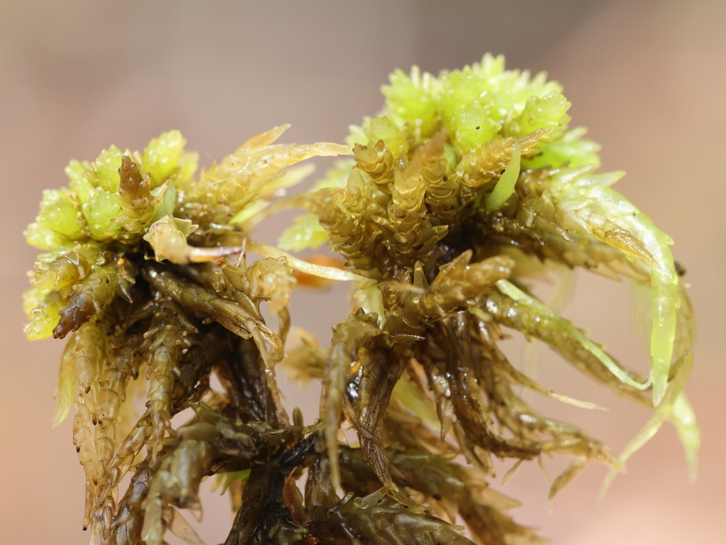 Prairie Sphagnum