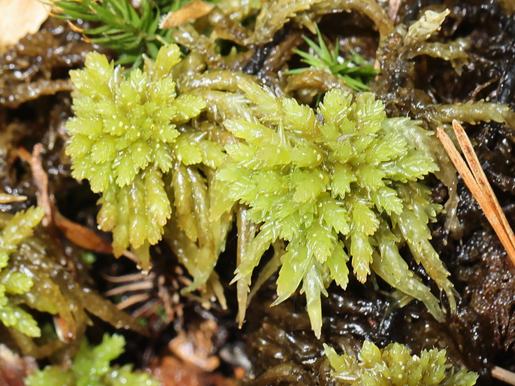Prairie Sphagnum