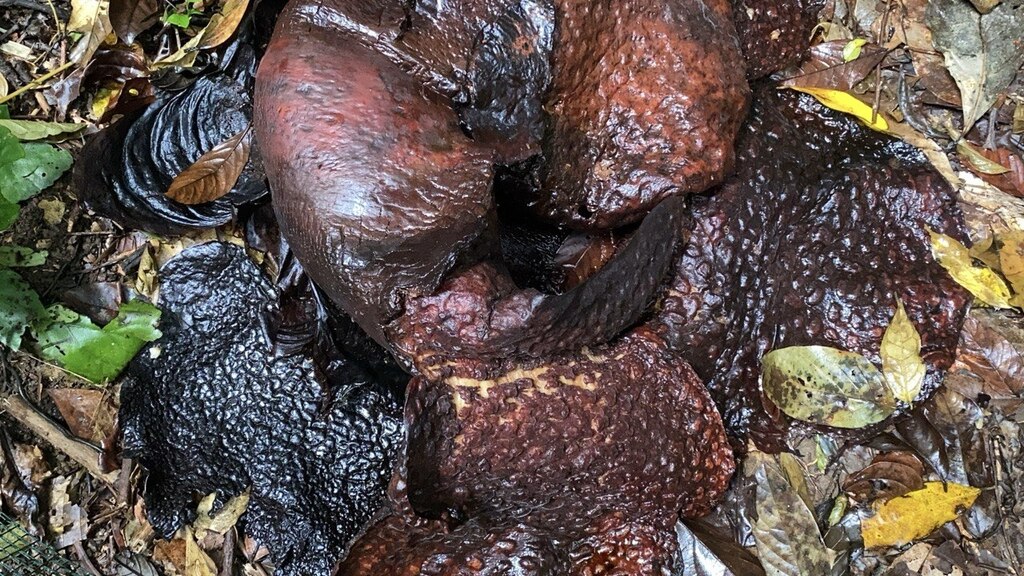 Arnold's Rafflesia
