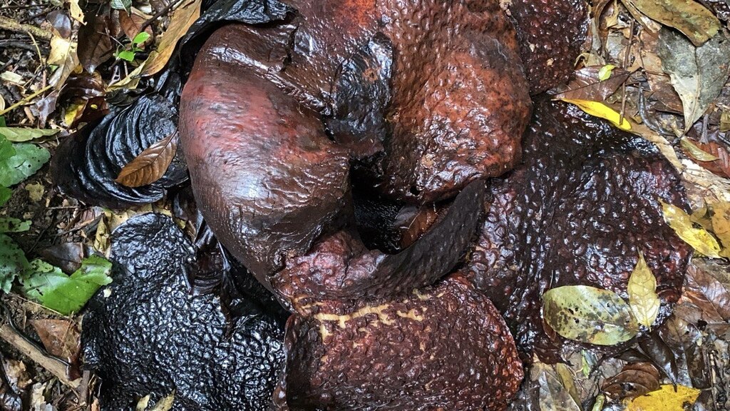 Arnold's Rafflesia