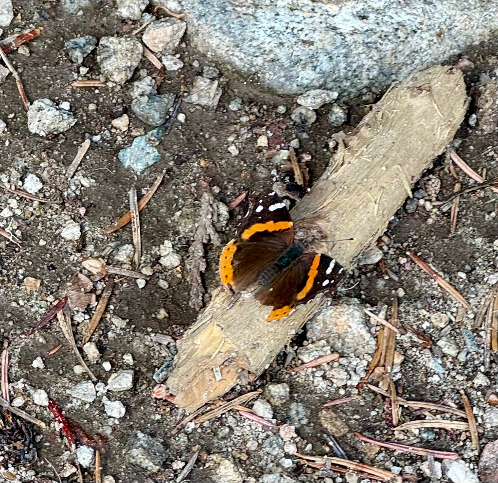 Red Admiral