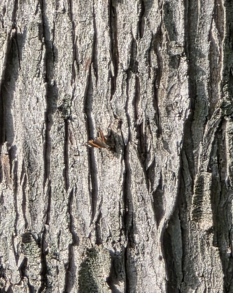 Red Admiral