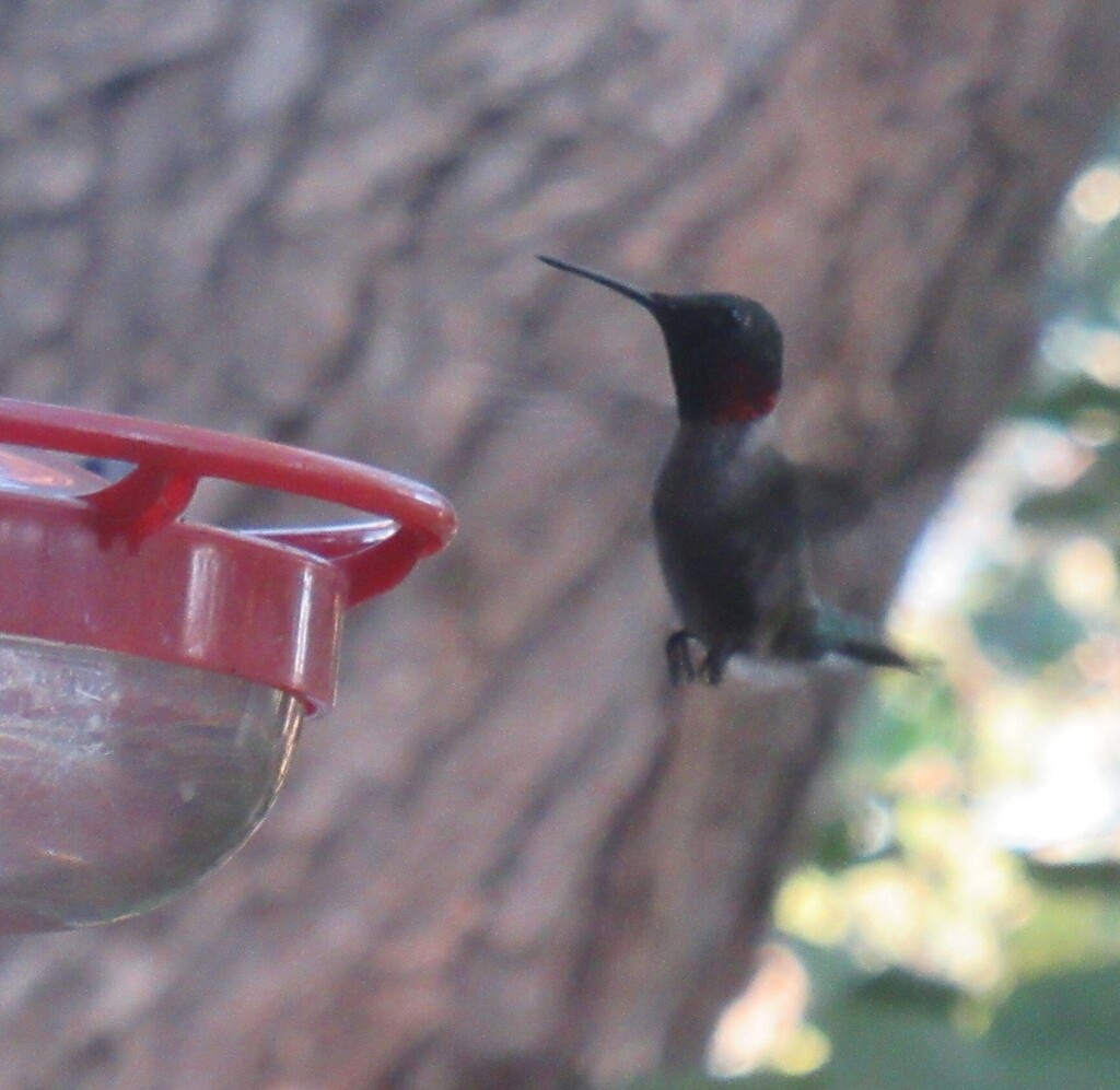 Ruby Throat