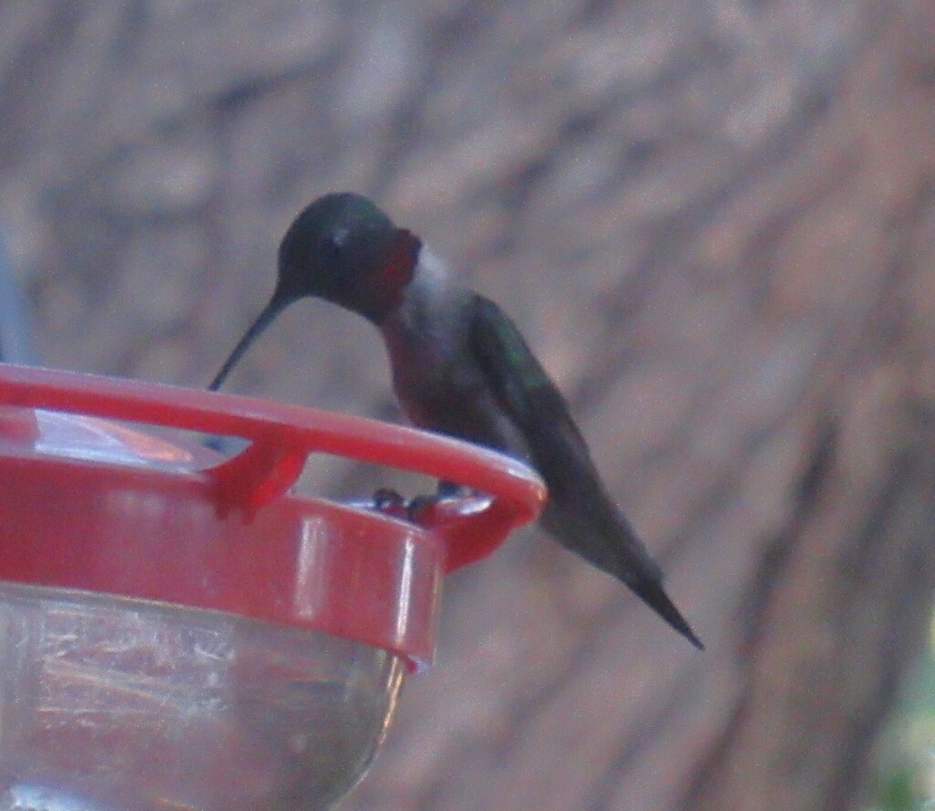 Ruby Throat