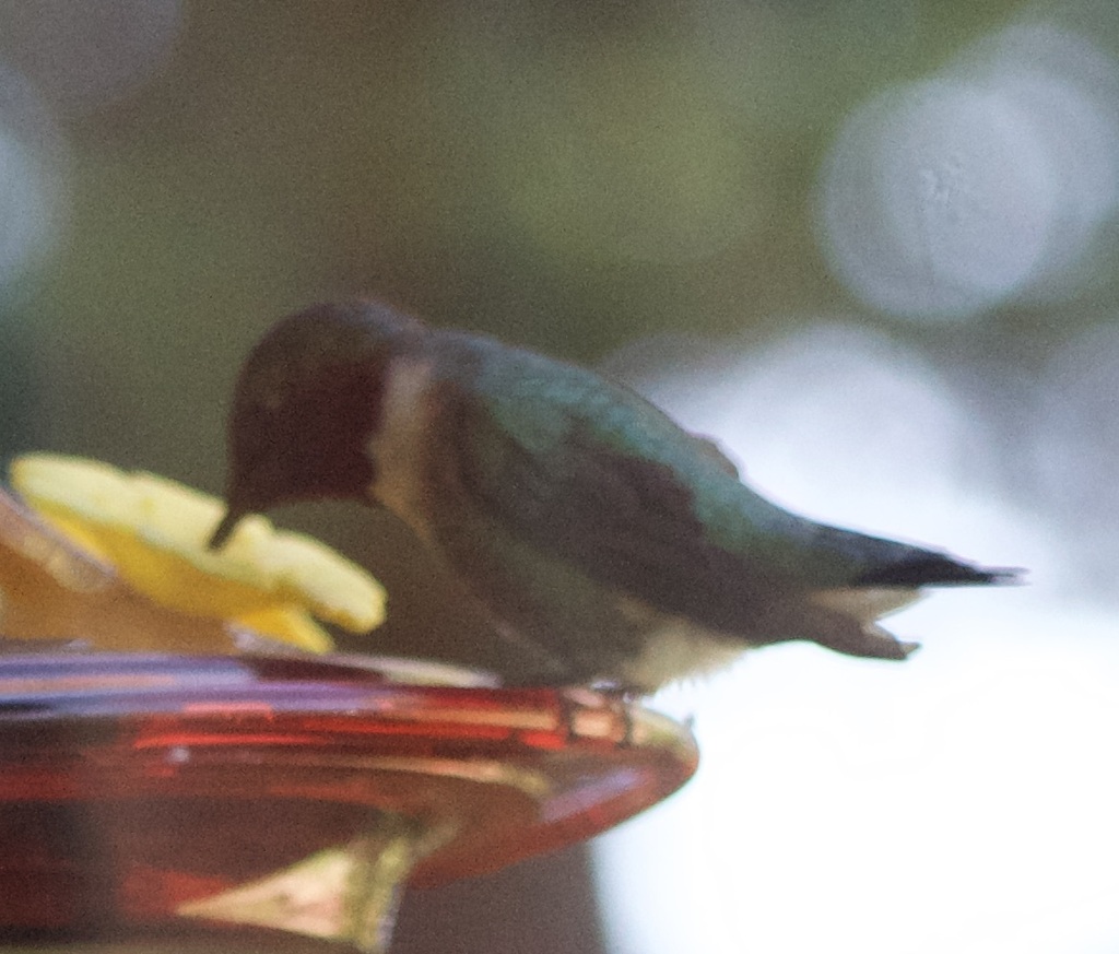 Ruby Throat