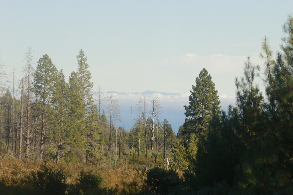 California Redwood
