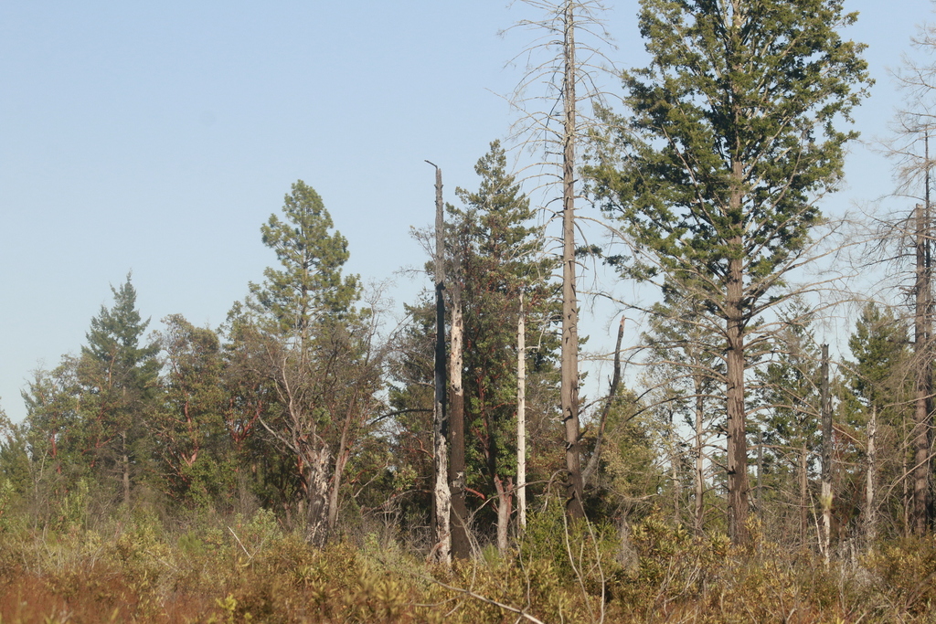 California Redwood