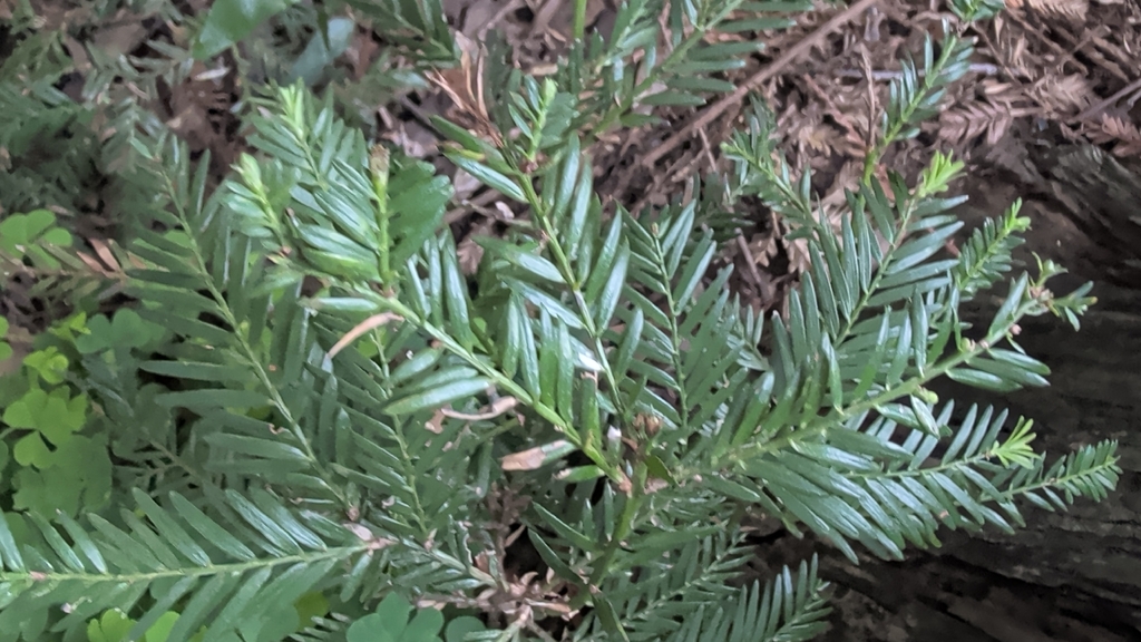 California Redwood