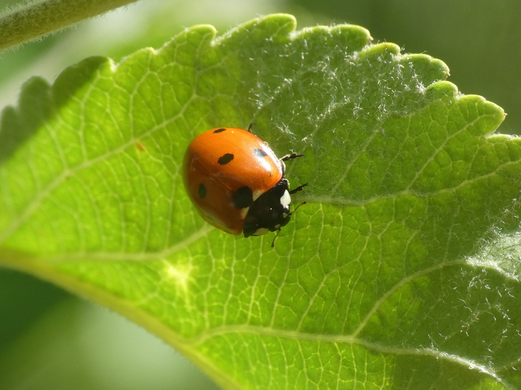 Seven-spot Ladybird