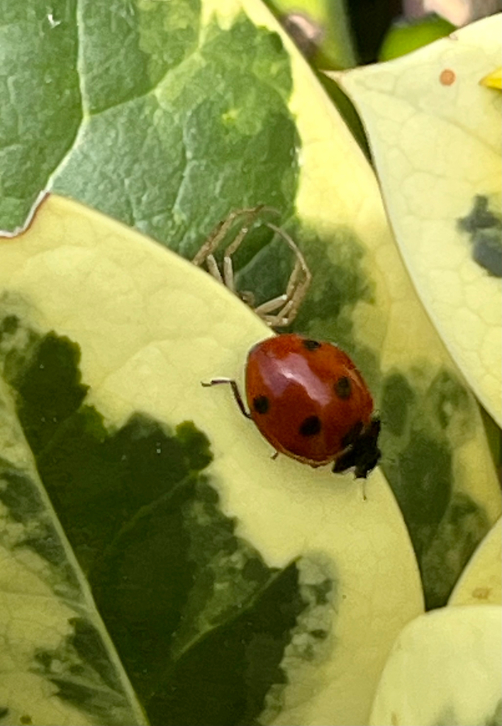 Seven-spot Ladybird